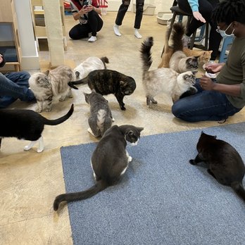 KitTea - Pet Adoption Near Me - San Francisco, California