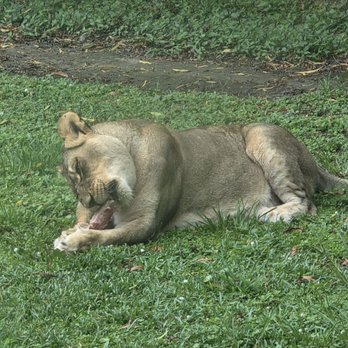 Audubon Zoo - Lion - Aquariums Near Me - New Orleans, Louisiana Audubon Zoo - Lion - Aquariums Near Me - New Orleans, Louisiana