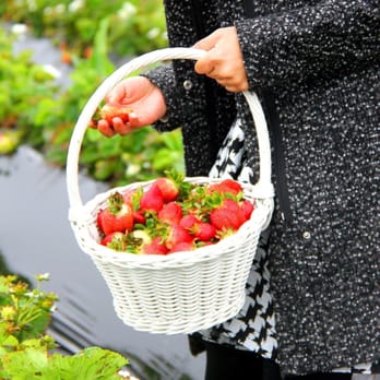 Coastways Ranch - a woman holding a basket of strawberries - Fruits & Veggies Near Me - Pescadero, California Coastways Ranch - a woman holding a basket of strawberries - Fruits & Veggies Near Me - Pescadero, California