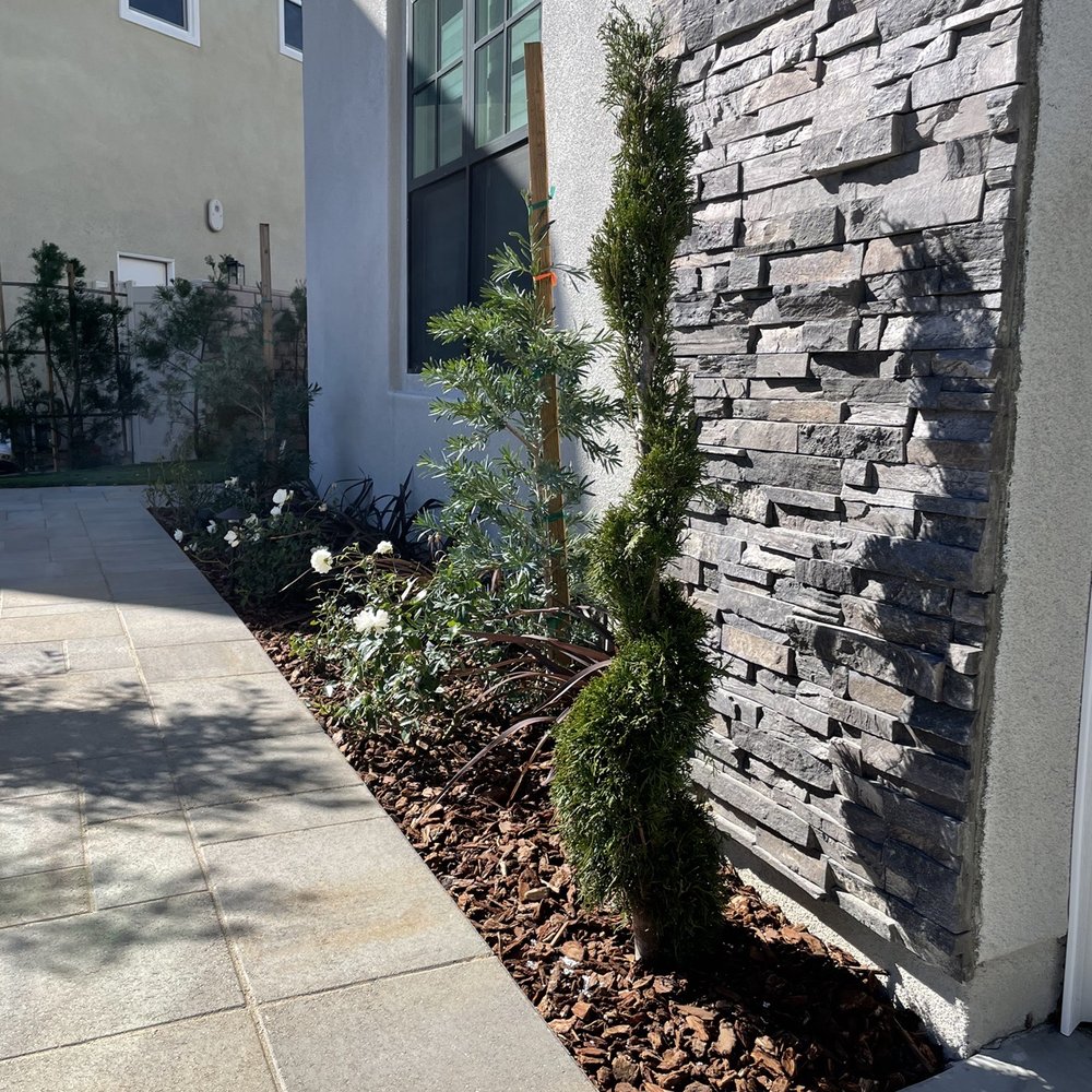 a small tree in front of a house a small tree in front of a house