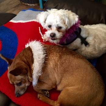 Pet Emporium - Pet Groomers Near Me - Forest Park, Illinois