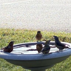 Buzz N Bagels - Birds in a birdbath next to the drive thru. It was sweet to watch while waiting for our food & drinks