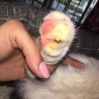 iPet Grooming - 2 paw after the nail trimming. - Pet Groomers Near Me - San Dimas, California