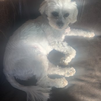Shannons Dog Grooming - Talulah freshly trimmed - Pet Groomers Near Me Shannons Dog Grooming - Talulah freshly trimmed - Pet Groomers Near Me