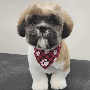 Furs A Flyin' - Pet Groomers Near Me - Mankato, Minnesota Furs A Flyin' - Pet Groomers Near Me - Mankato, Minnesota