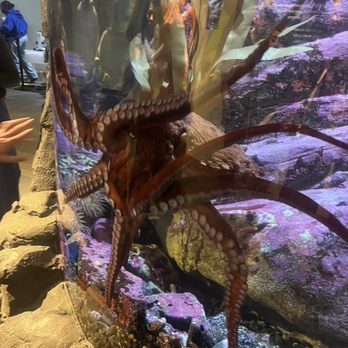 Seattle Aquarium - Aquariums Near Me - Seattle, Washington Seattle Aquarium - Aquariums Near Me - Seattle, Washington
