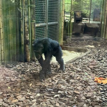 Maryland Zoo in Baltimore - Monkey - Zoos Near Me - Baltimore, Maryland