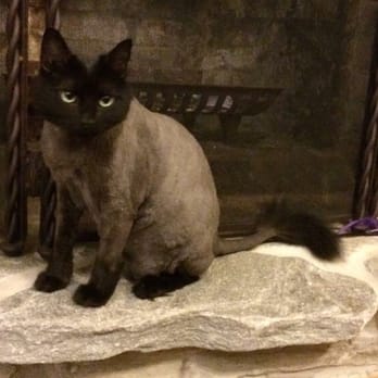Gurrs & Purrs - Willa looks amazing with her lion cut. She seems to feel better and is more playful. I think she really likes it. - Pet Groomers Near Me - DeLand, Florida