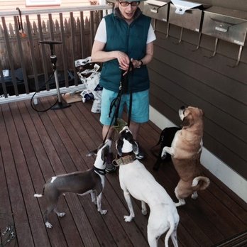 Cambridge Canines - The gang's all here - Dog Walkers Near Me - Cambridge, Massachusetts