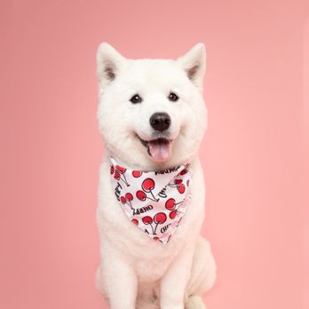 Fluff and Puff Dog Wash - Angela boo cut - Pet Groomers Near Me - San Mateo, California Fluff and Puff Dog Wash - Angela boo cut - Pet Groomers Near Me - San Mateo, California