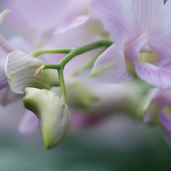 Chicago Botanic Garden - Soft colors and new buds. Orchid Show 2016 - Botanical Gardens Near Me - Glencoe, Illinois