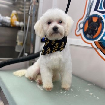 Loyal Friend Pet Grooming - Pet Groomers Near Me Loyal Friend Pet Grooming - Pet Groomers Near Me