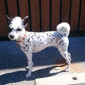 Austin Pet Stylist - Pet Groomers Near Me - Austin, Texas Austin Pet Stylist - Pet Groomers Near Me - Austin, Texas