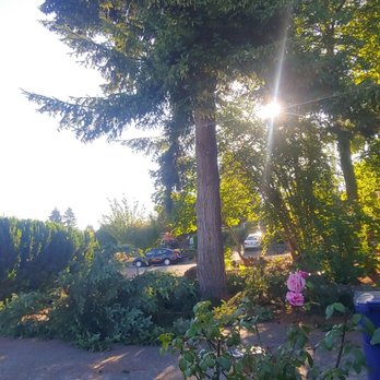 Landmark Tree Care - Trimming the big tree - Tree Services Near Me - Auburn, Washington