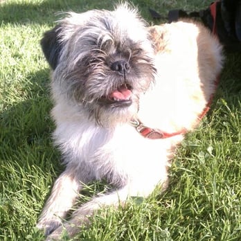 The Zen Dog - Wicket (the ewok) LOVES Matt & Brooklin!! Thank you! - Pet Training Near Me