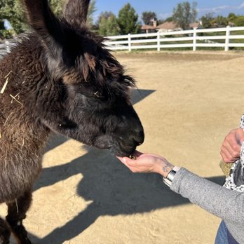 The Alpaca Hacienda - Attraction Farms Near Me - Temecula, California