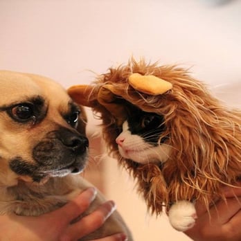 Pet Medical Services - Veterinarians Near Me - Orem, Utah Pet Medical Services - Veterinarians Near Me - Orem, Utah
