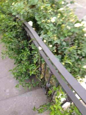 Hotel Bellevue Syrene by null