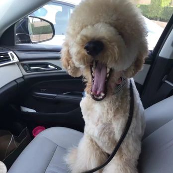 Bark Bath - Pet Groomers Near Me - Walnut, California