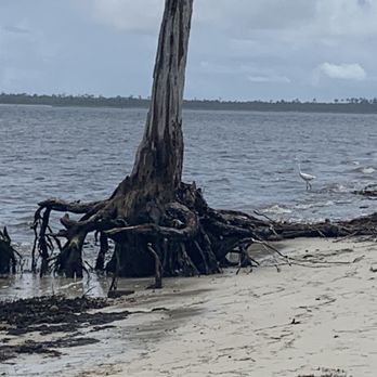 mashes Sands beach - Beaches Near Me - Panacea, Florida