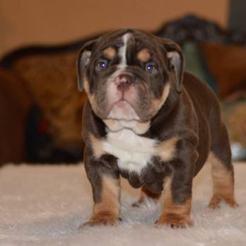 MELi's Adorable HOME Raised PETS - Mollie English Bulldog Pup - Pet Stores Near Me - Rialto, California MELi's Adorable HOME Raised PETS - Mollie English Bulldog Pup - Pet Stores Near Me - Rialto, California