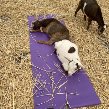 Lemos Farm - He that's my mat. - Amusement Parks Near Me - Half Moon Bay, California Lemos Farm - He that's my mat. - Amusement Parks Near Me - Half Moon Bay, California
