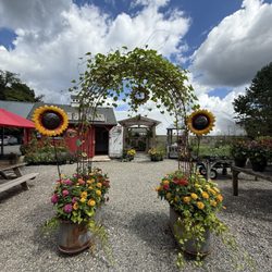 Calgo Gardens - Sunflower photo op