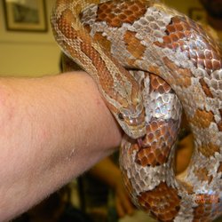 Wildlife Ambassadors - Kettle, the corn snake