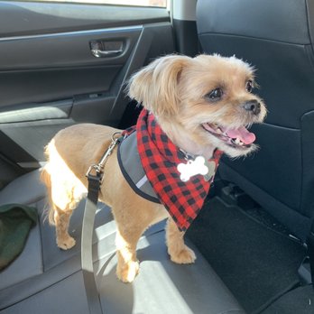 Petco - Happy pup after her haircut! - Pet Stores Near Me - San Bruno, California Petco - Happy pup after her haircut! - Pet Stores Near Me - San Bruno, California