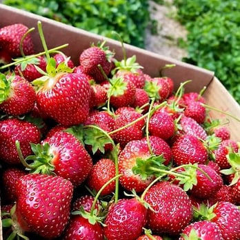 Farms View Roadstand - $4.99/lb. - Farmers Market Near Me - Wayne, New Jersey
