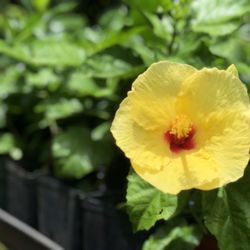 MAUI GREEN Nursery