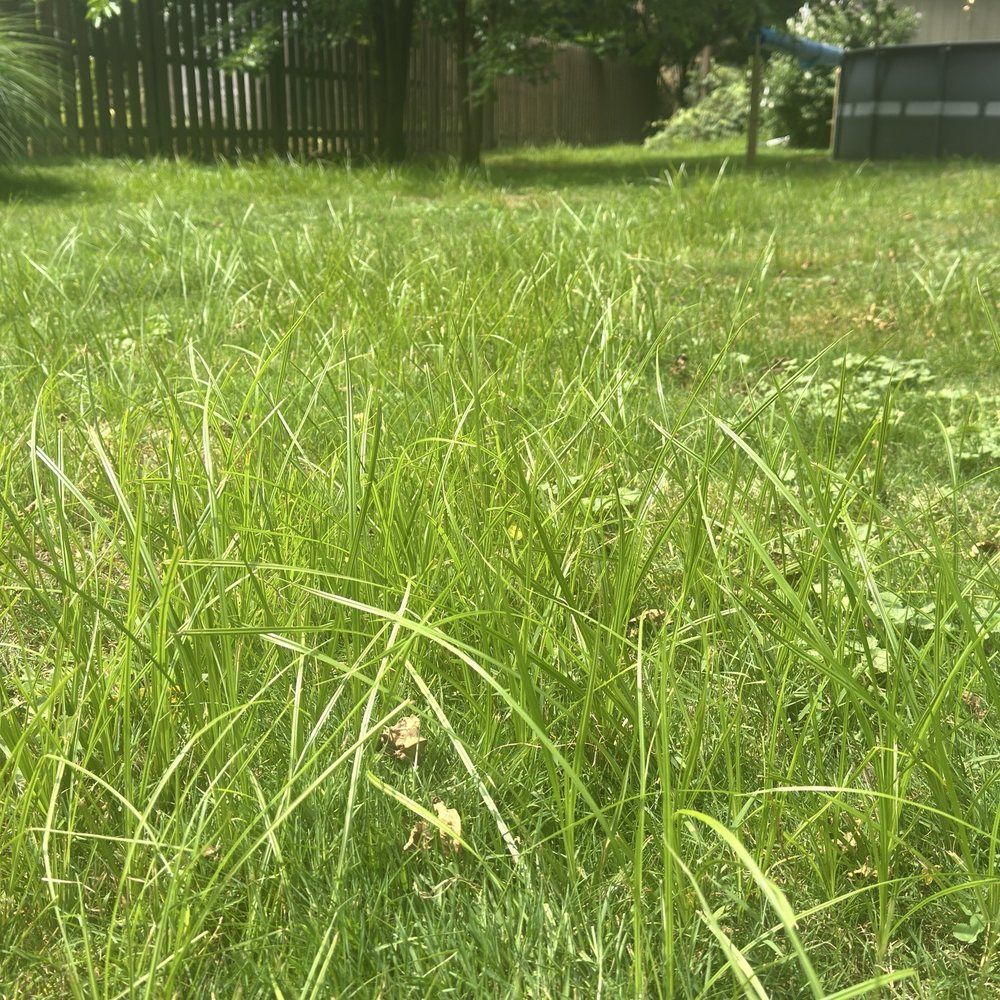 Advanced Quality Lawn - Weeds - Tree Services Near Me - Richfield, Ohio