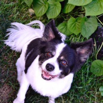 The Pet Salon - He looks so happy with his new style! - Pet Groomers Near Me - Portsmouth, Rhode Island The Pet Salon - He looks so happy with his new style! - Pet Groomers Near Me - Portsmouth, Rhode Island