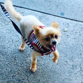 Shampooch Dog Salon - Pet Groomers Near Me - Sausalito, California