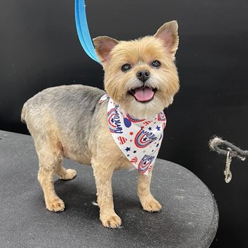 Lickety Split Mobile Grooming - Pet Groomers Near Me Lickety Split Mobile Grooming - Pet Groomers Near Me