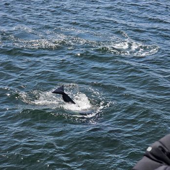 Island Adventures Whale Watching - Killer whales - Whale Watching Tours Near Me - Anacortes, Washington Island Adventures Whale Watching - Killer whales - Whale Watching Tours Near Me - Anacortes, Washington