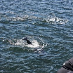Island Adventures Whale Watching - Killer whales