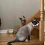 Photo of Amazing Pet Grooming