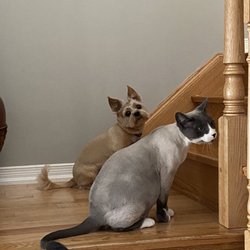 Amazing Pet Grooming - Next to his brother