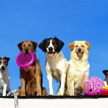 Fur Baby Bliss - Pet Groomers Near Me - Saranac, Michigan Fur Baby Bliss - Pet Groomers Near Me - Saranac, Michigan