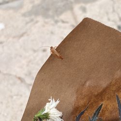 Brenda's Flowers - COCKROACH infested flowers