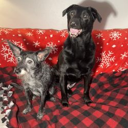 Just Peachy Pet Care - Surprise holiday photo shoot of our dogs