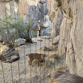 The Living Desert - Zoos Near Me - Palm Desert, California The Living Desert - Zoos Near Me - Palm Desert, California