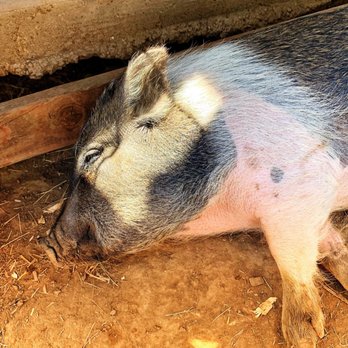SoCalMiniPigs - Sleepy oink - Pet Breeders Near Me - Valley Center, California SoCalMiniPigs - Sleepy oink - Pet Breeders Near Me - Valley Center, California