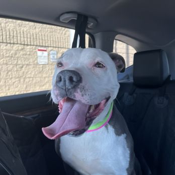 Animal Foundation - Kia - Animal Shelters Near Me - Las Vegas, Nevada