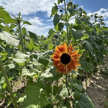 Salisbury Farm - Pick Your Own Farms Near Me - Johnston, Rhode Island