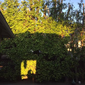 Rancho Tree Care - These were double the size. These guys were great. - Tree Services Near Me Rancho Tree Care - These were double the size. These guys were great. - Tree Services Near Me
