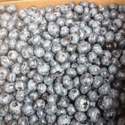Uncle Jack's Blueberries - Sweet, juicy, delicious and never been sprayed.