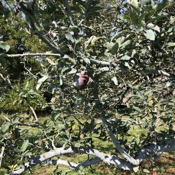 Crooked Run Orchard - One rotten apple left on the tree - Farms Near Me - Purcellville, Virginia Crooked Run Orchard - One rotten apple left on the tree - Farms Near Me - Purcellville, Virginia