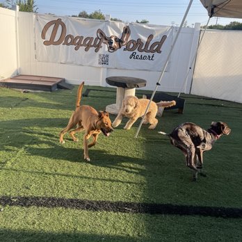Doggyworld Resort - Pet Stores Near Me - Mt. Juliet, Tennessee Doggyworld Resort - Pet Stores Near Me - Mt. Juliet, Tennessee